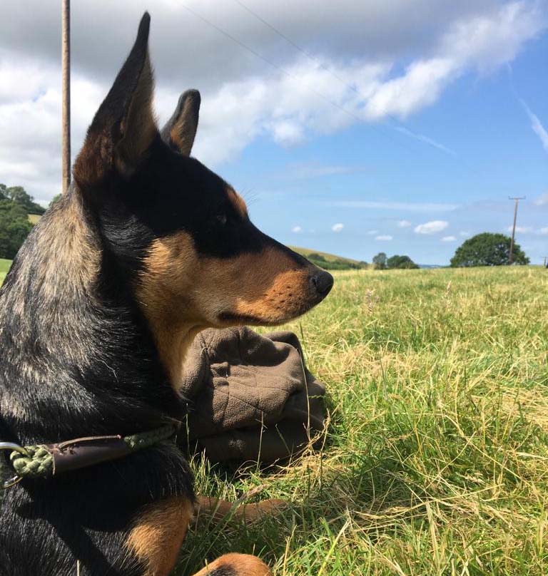 A successful summer for Kelpie clinics!