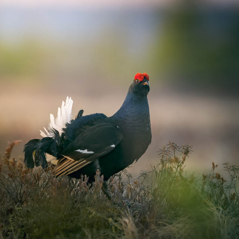 29% of UK bird species now on Red List