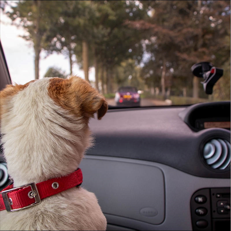When your four-legged friend could cost you dear!