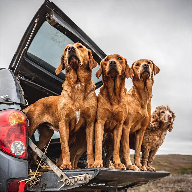 Tougher laws needed to protect our pets