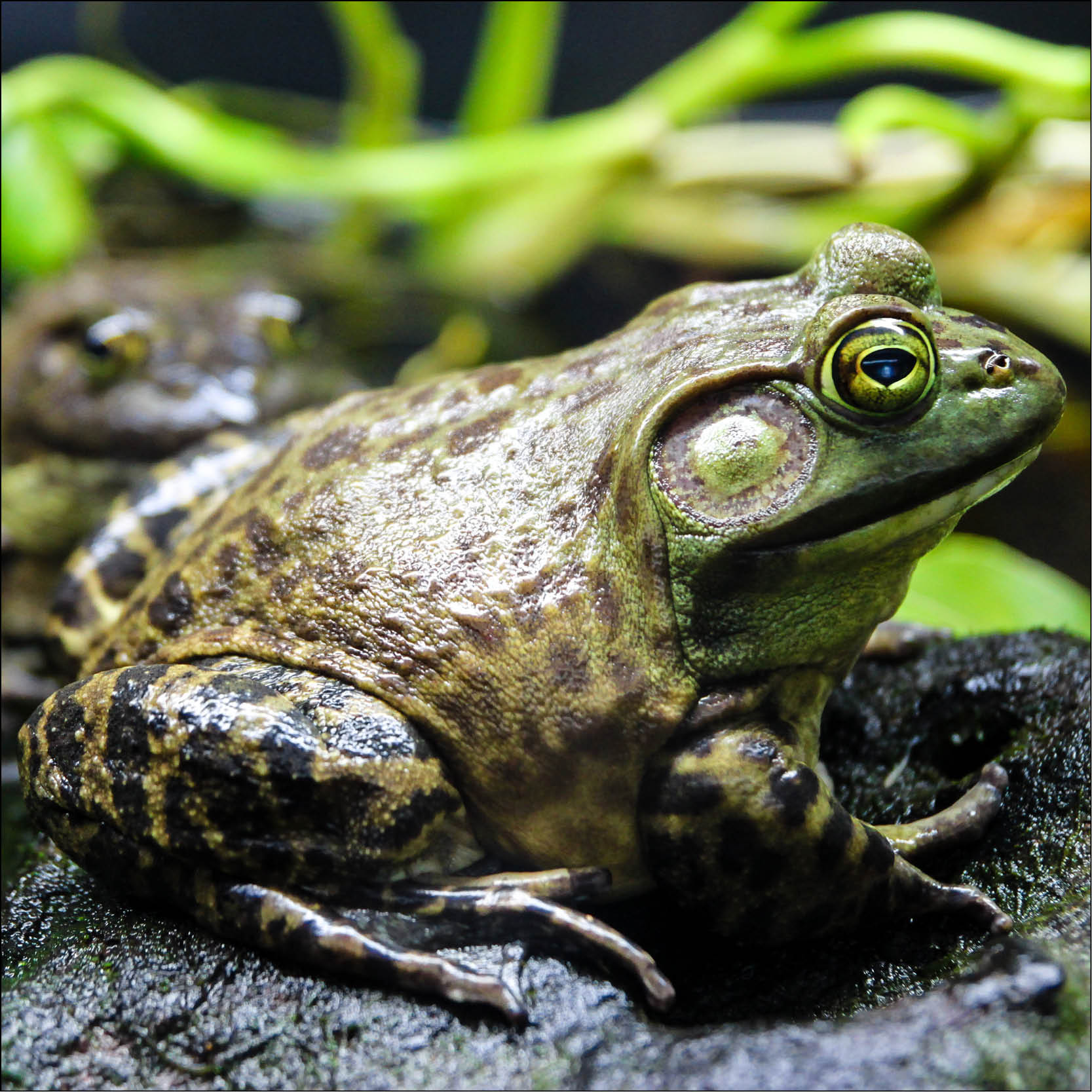 Invasive Species: What you need to know and what you can do!