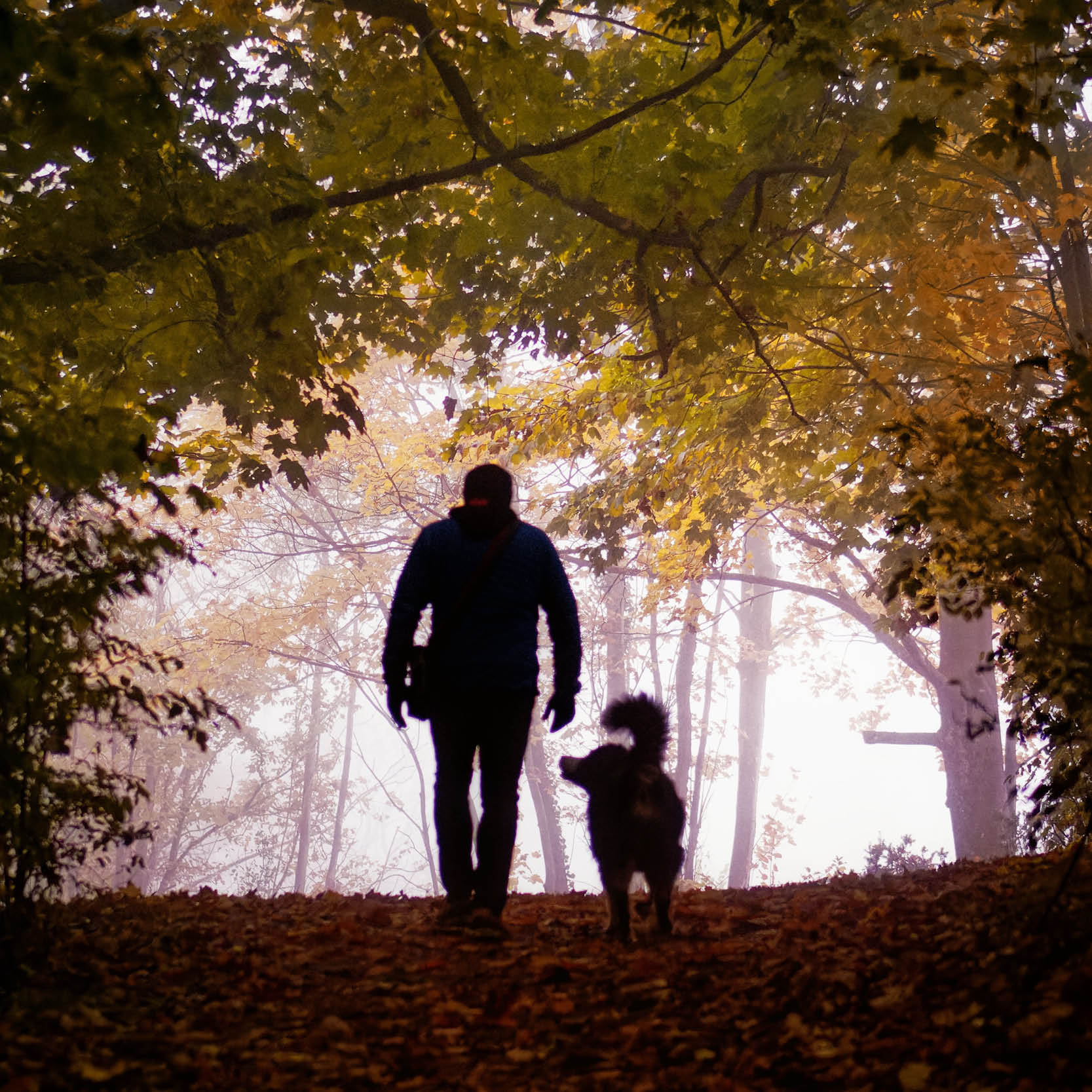 Autumn hazards for dog owners!