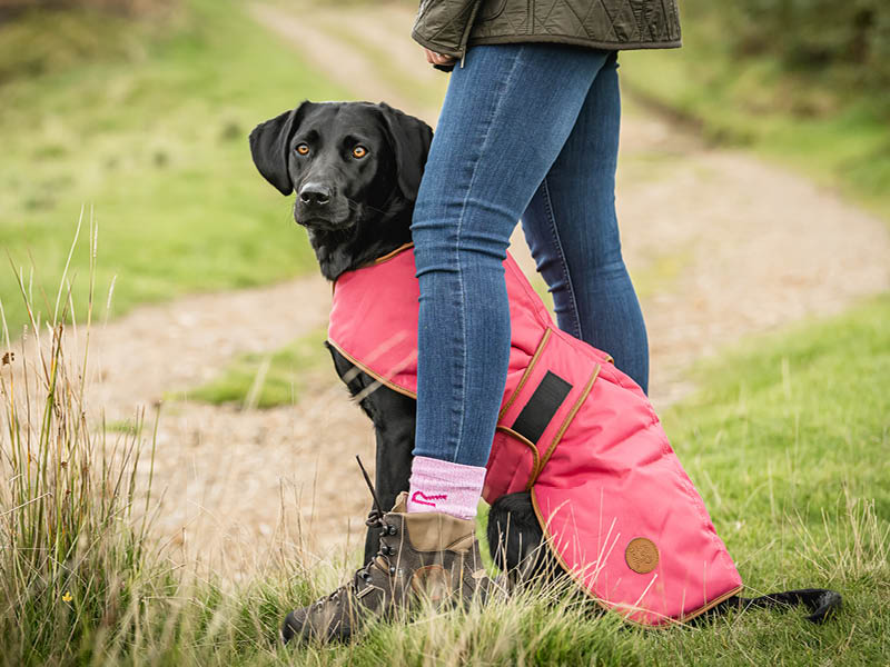 Dedito dog coats – perfect for Autumn walks!