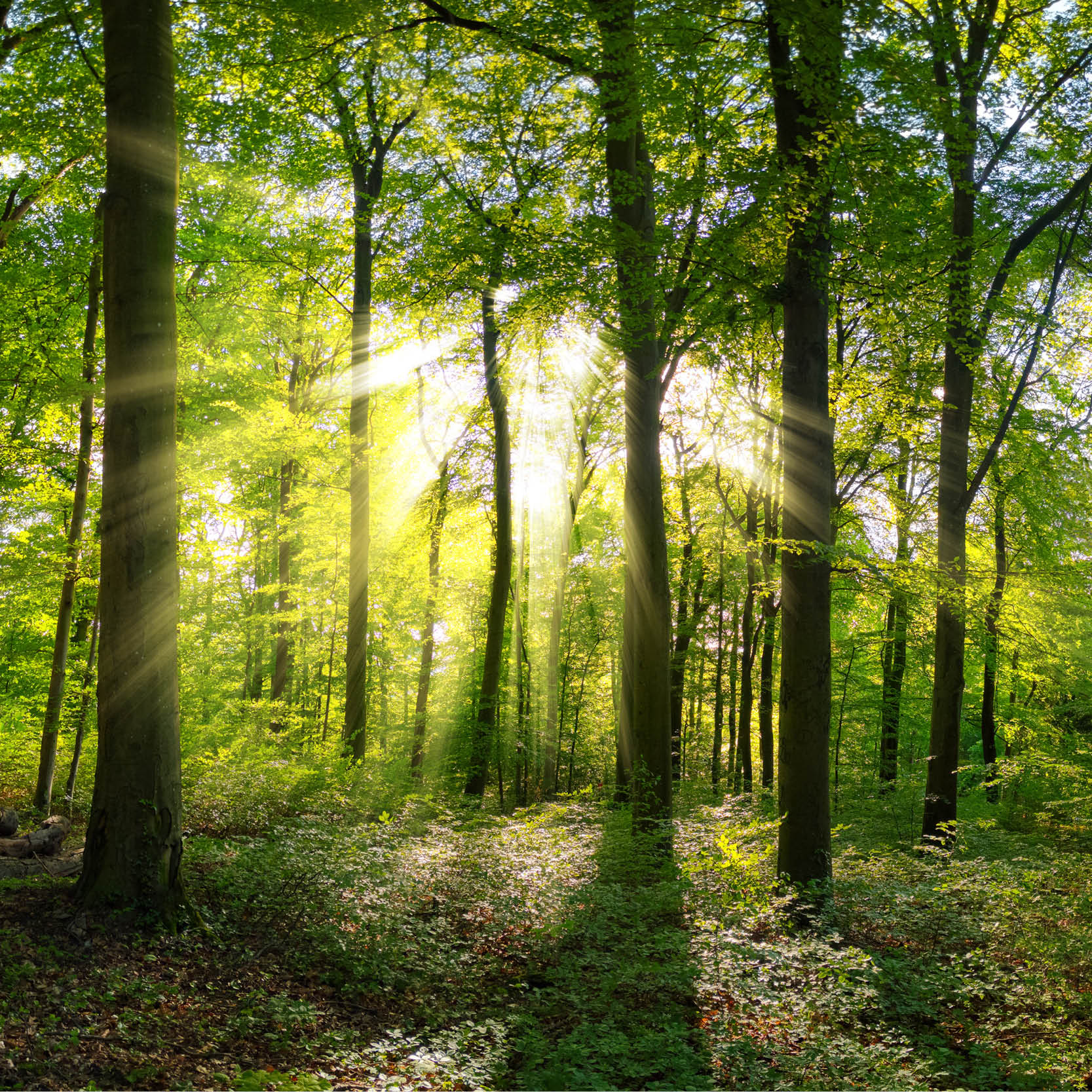 National Tree Week – 26th November to 5th December