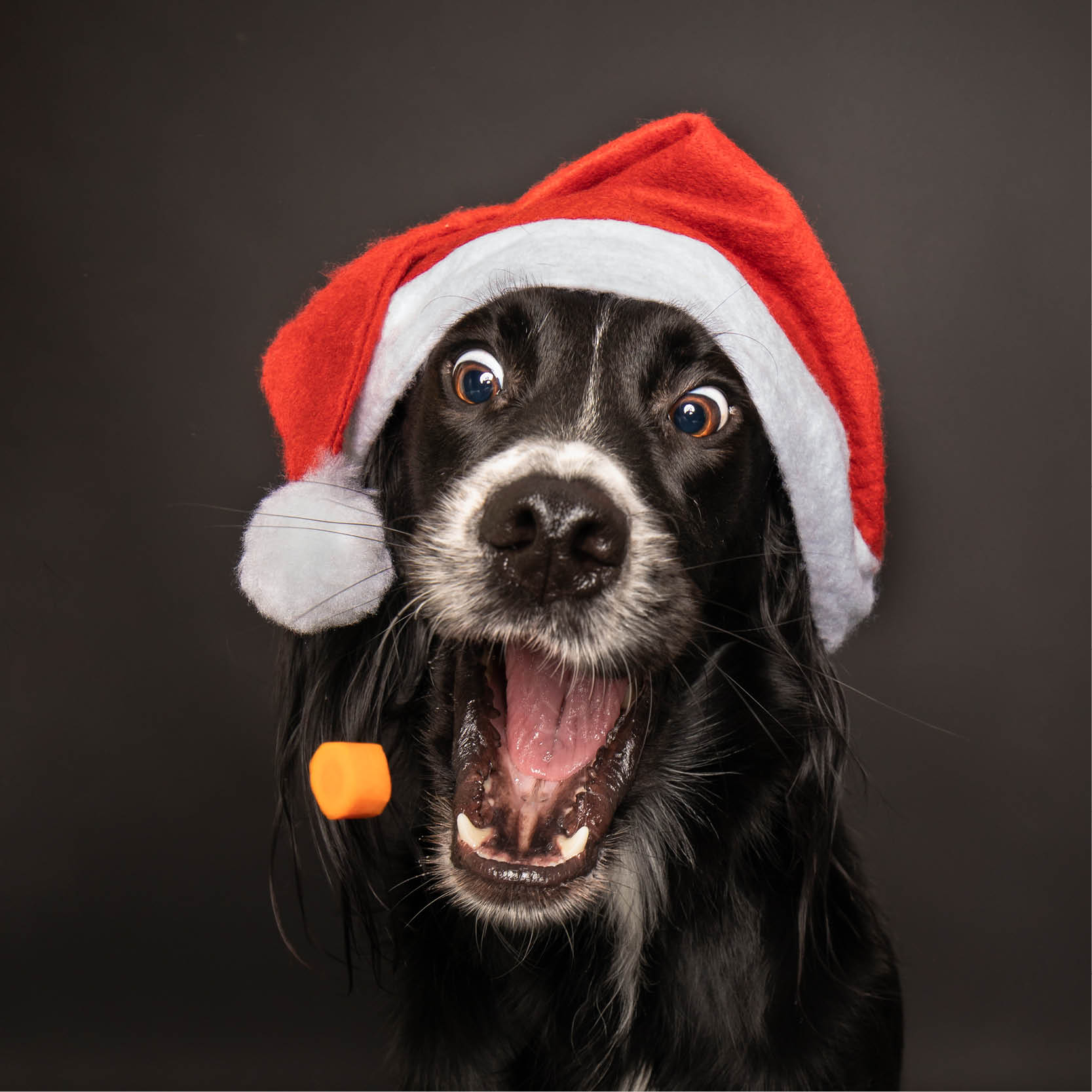 Keeping your dogs safe this Christmas
