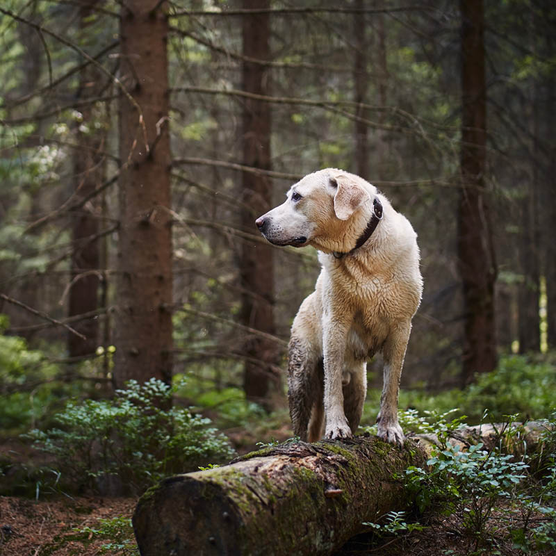 Stay alert for CRGV – otherwise known as Alabama Rot