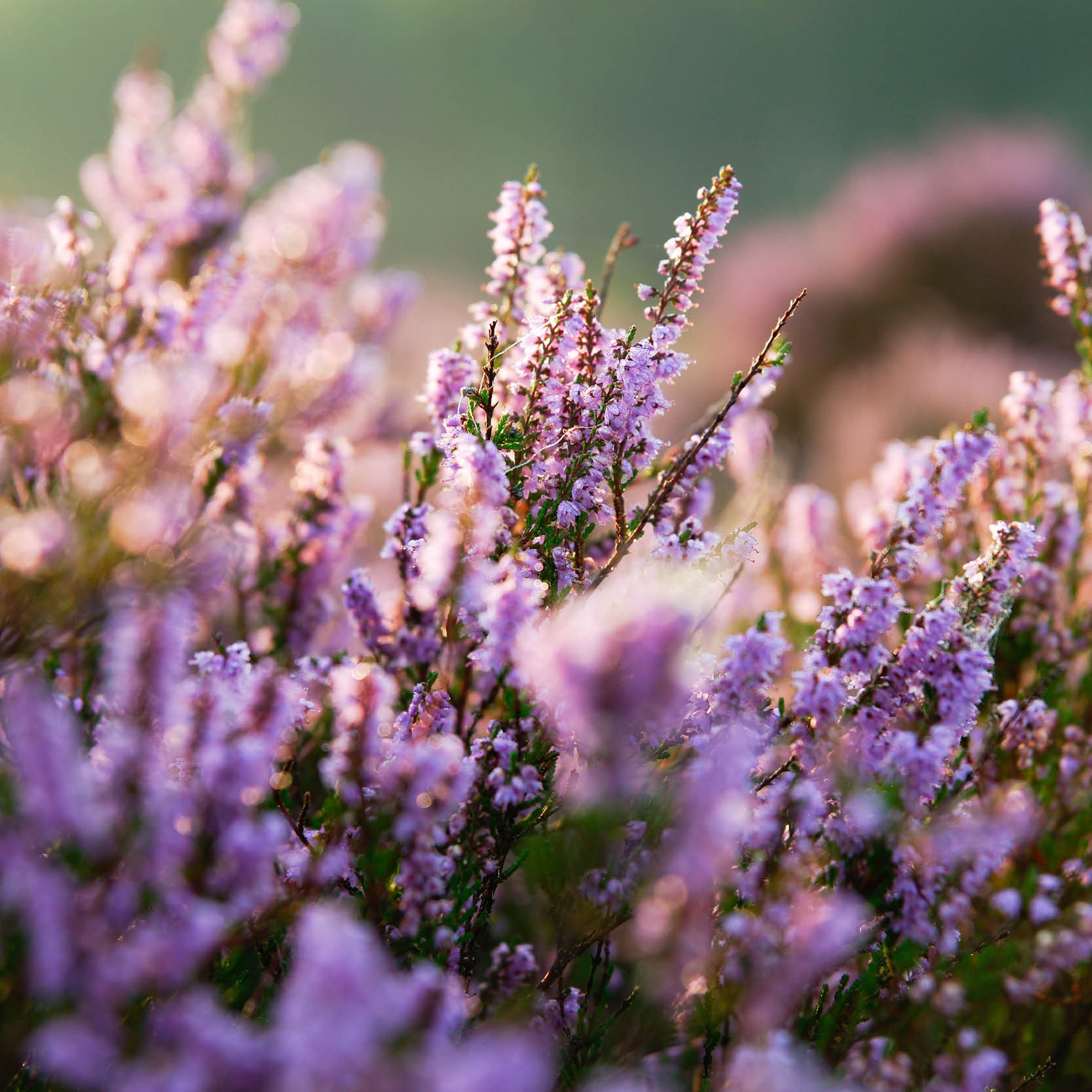 ‘Plant Atlas’ identifies devastating loss of British & Irish flora!