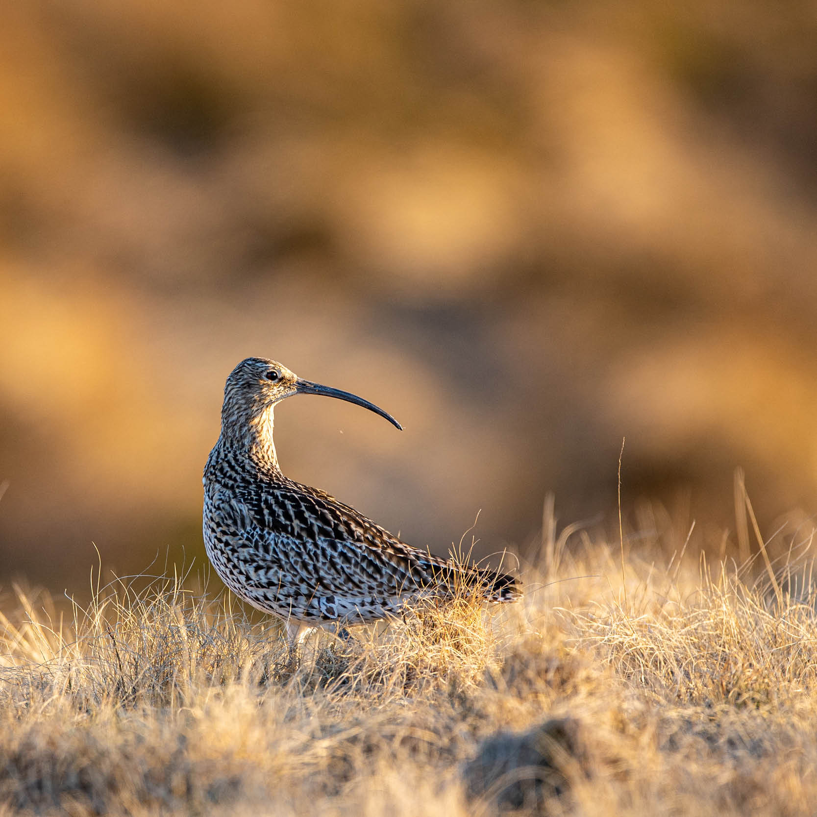 Why Moorlands Matter