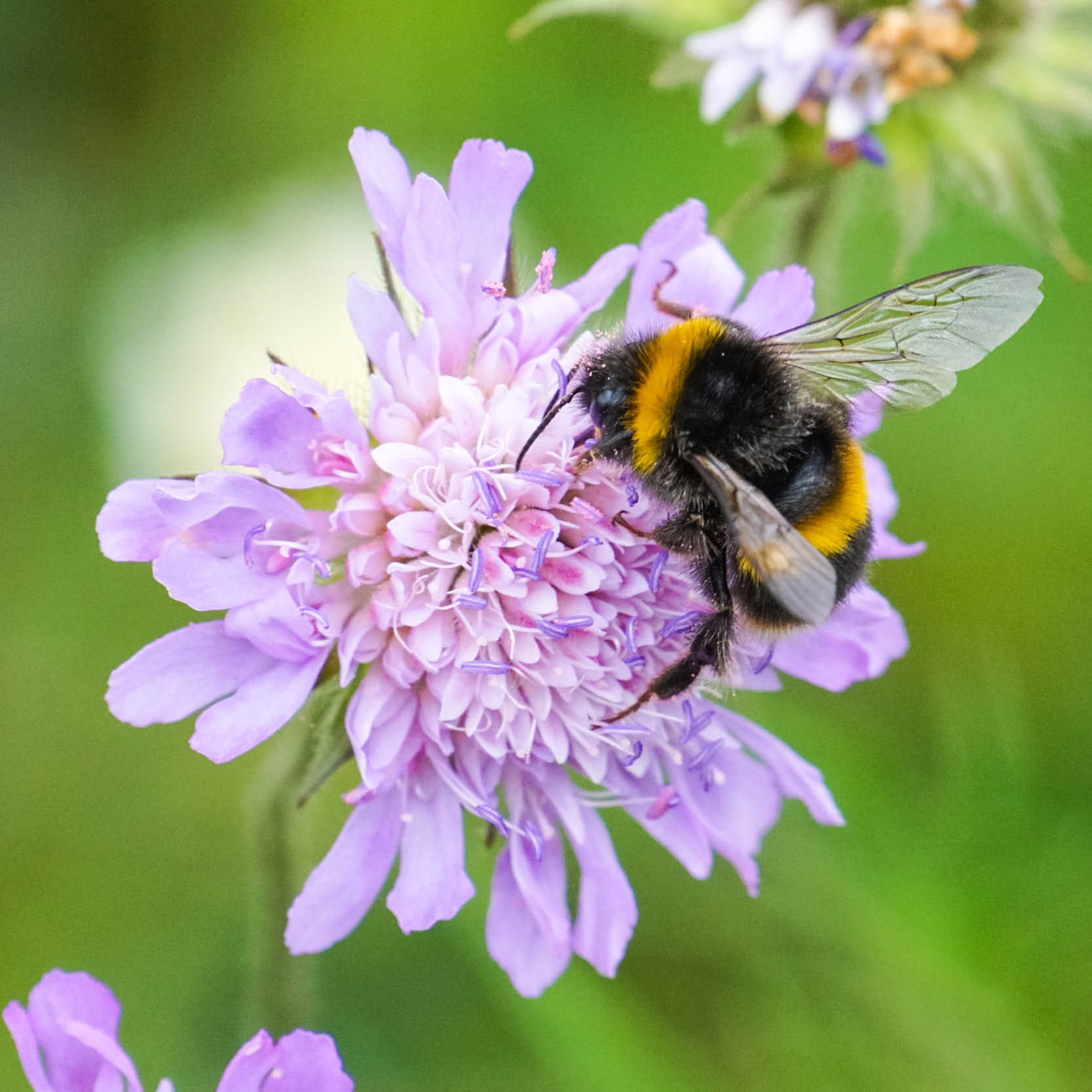 It’s Bees’ Needs Week!