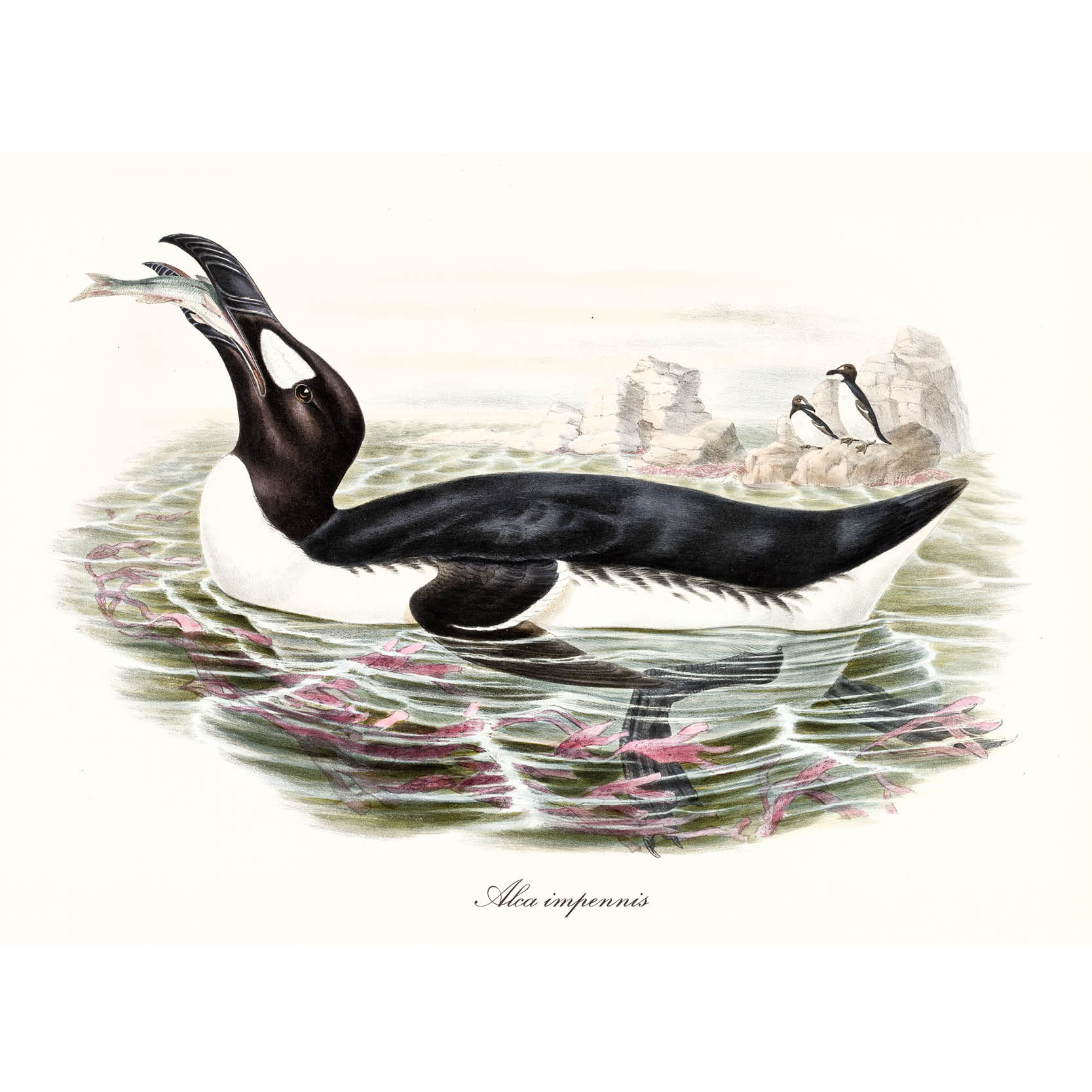 What our wildlife used to look like