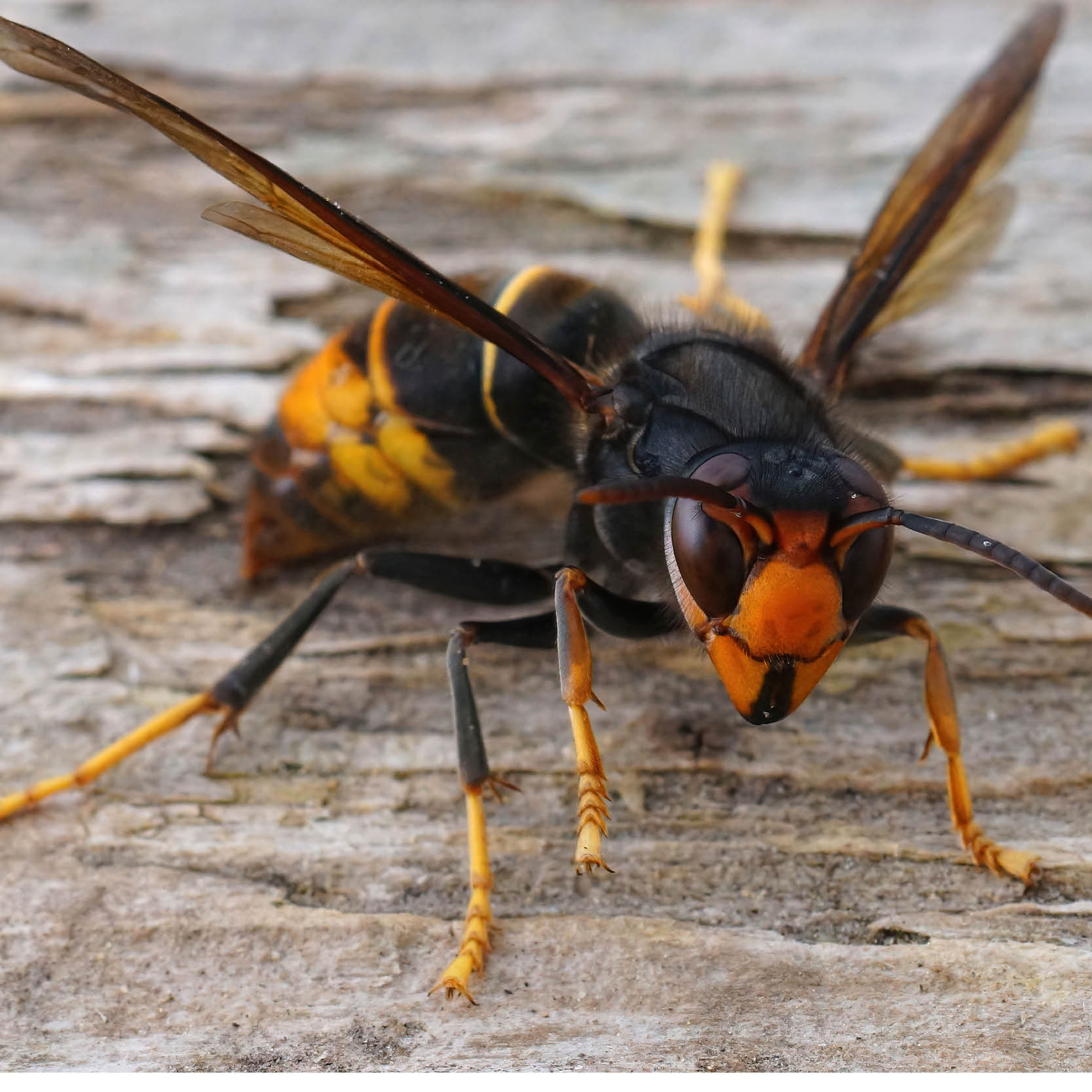 Help our beekeepers in the fight against the Asian Hornet Invasion