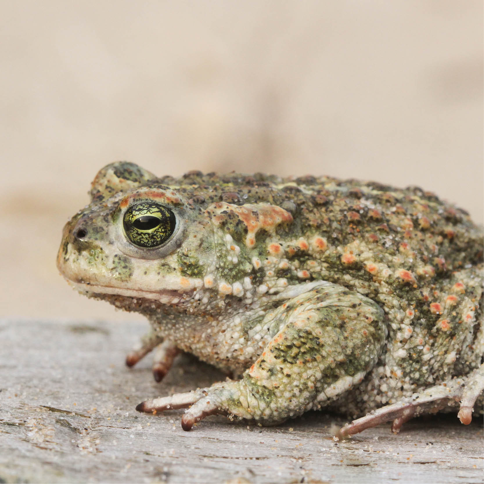 Nature recovery projects to boost wildlife and access to nature