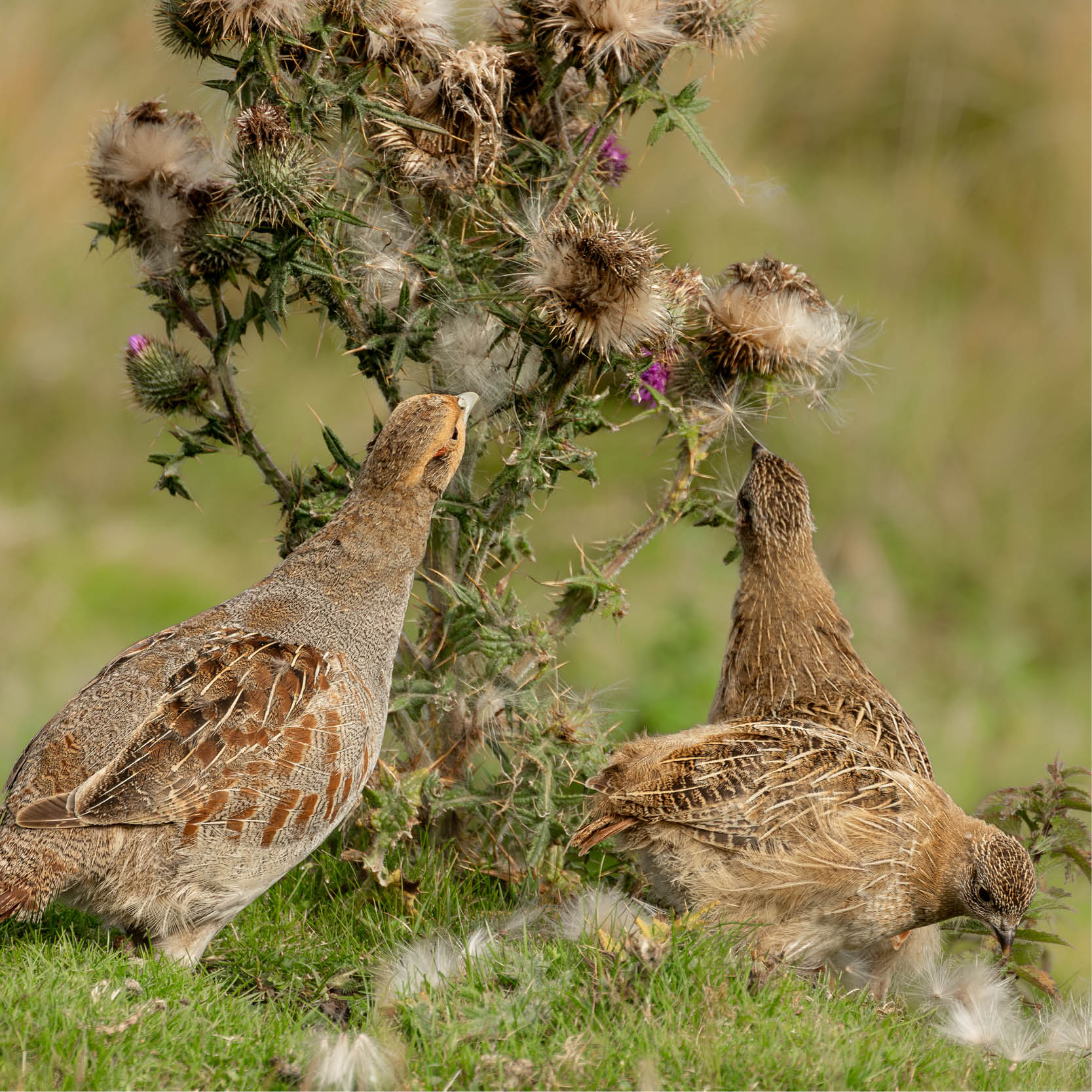 2024 BIG FARMLAND BIRD COUNT UNDERWAY!